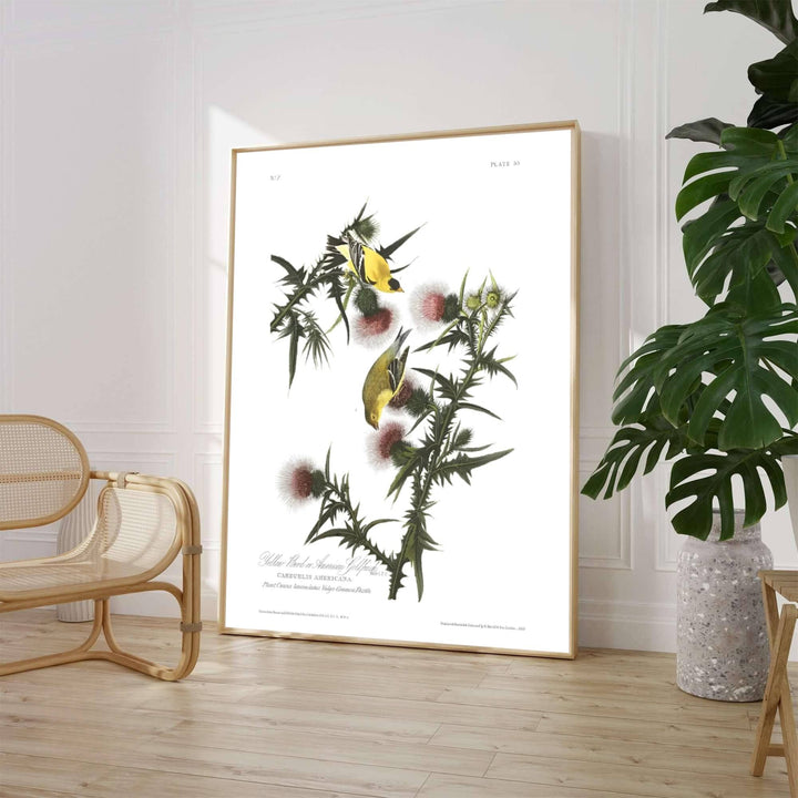 Evoking the rigorous scientific observation and vibrant watercolor techniques celebrated in historic American natural history expeditions, this exquisite American Goldfinch 1838 print highlights radiant yellow tones and thistle habitats. Whether you prefer a minimalist unframed art print, a polished framed wall hanging, or a ready-to-hang museum-style canvas wrap from MapYourDreams, this wildlife study enriches any interior.
