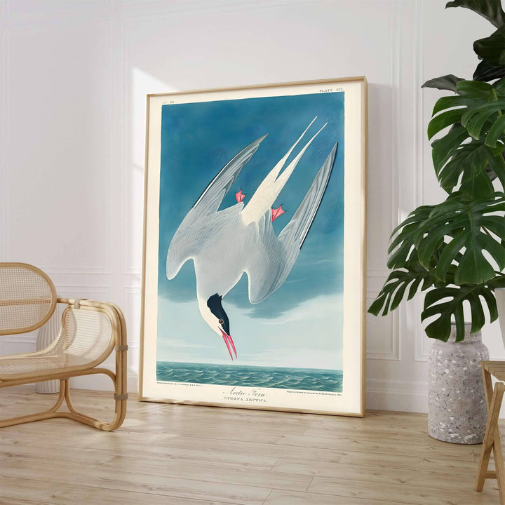 Evoking the rigorous scientific observation and vibrant watercolor techniques celebrated in historic American natural history expeditions, this exquisite Arctic Tern 1838 print highlights stark grey and white plumage against an oceanic blue sky. Whether you prefer a minimalist unframed art print, a polished framed wall hanging, or a ready-to-hang museum-style canvas wrap from MapYourDreams, this wildlife study enriches any interior.