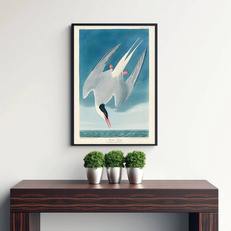Transporting viewers straight into 19th-century scientific salons and grand natural history libraries, this Arctic Tern 1838 art print highlights monumental momentum and an authentic ocean layout. MapYourDreams offers this heritage piece in versatile formats, from minimalist unframed posters to sophisticated framed structures and rich gallery canvas wraps.