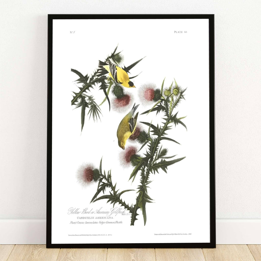 Safely preserved inside the legendary ornithological archives of the New-York Historical Society in New York City, USA, this striking American Goldfinch 1838 poster captures the brilliant yellow plumage of vibrant wild finches feeding on thistle. Offered by MapYourDreams, this piece is fully customizable, allowing you to choose between sleek unframed paper art print formats, elegant custom wooden framed options, and textured gallery-wrapped canvas displays.