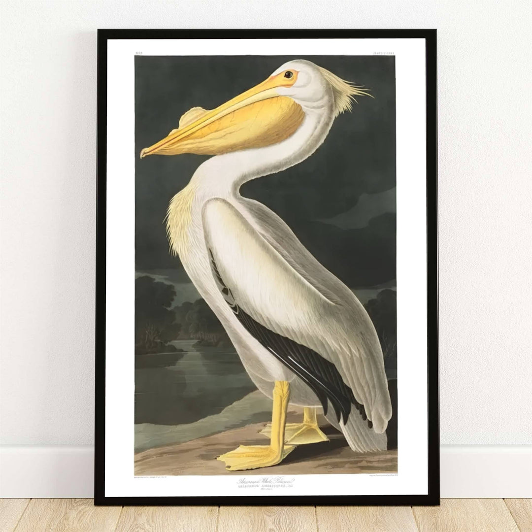 Safely preserved inside the legendary ornithological archives of the New-York Historical Society in New York City, USA, this striking American White Pelican 1838 poster captures the commanding presence of a majestic waterbird. Offered by MapYourDreams, this piece is fully customizable, allowing you to choose between sleek unframed paper art print formats, elegant custom wooden framed options, and textured gallery-wrapped canvas displays.