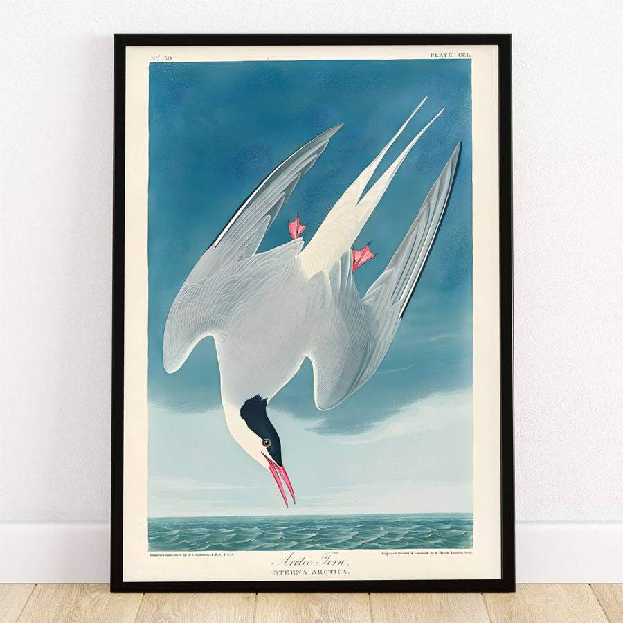 Safely preserved inside the legendary ornithological archives of the New-York Historical Society in New York City, USA, this striking Arctic Tern 1838 poster captures the dynamic mid-air dive of a migratory coastal seabird. Offered by MapYourDreams, this piece is fully customizable, allowing you to choose between sleek unframed paper art print formats, elegant custom wooden framed options, and textured gallery-wrapped canvas displays.