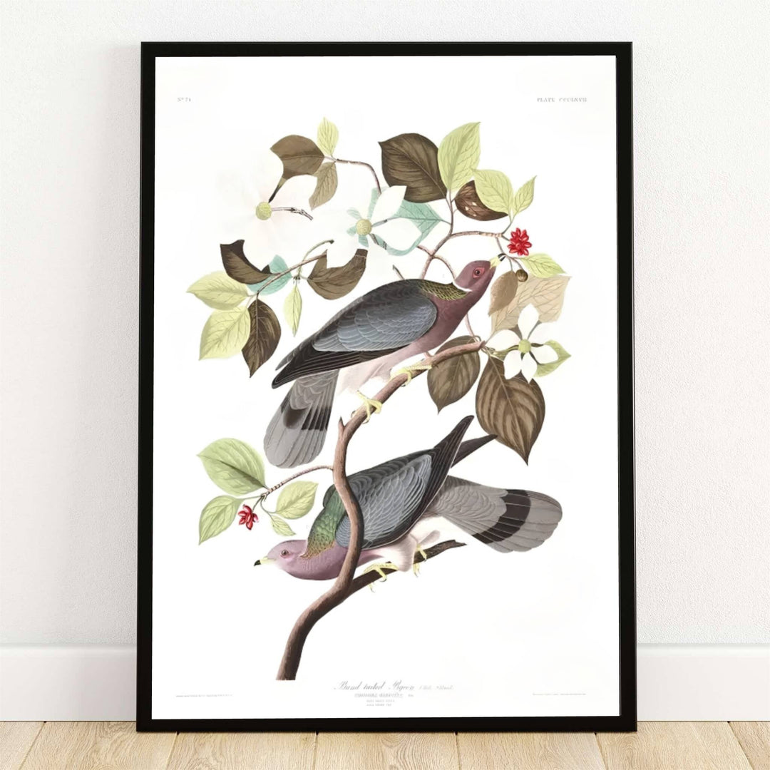 Safely preserved inside the legendary ornithological archives of the New-York Historical Society in New York City, USA, this striking Band-Tailed Pigeon 1838 poster captures the gentle beauty of native woodland doves perched on flowering branches. Offered by MapYourDreams, this piece is fully customizable, allowing you to choose between sleek unframed paper art print formats, elegant custom wooden framed options, and textured gallery-wrapped canvas displays.