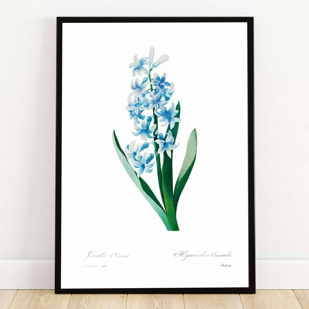 Preserved within the historic botanical archives of Malmaison in Paris, France, this striking Pierre Joseph Redoute Blue Hyacinth poster features soft azure blossoms and deep green leaves. Offered by MapYourDreams, this artwork is available in flexible options including unframed paper, custom wooden frames, and gallery canvas wraps.
