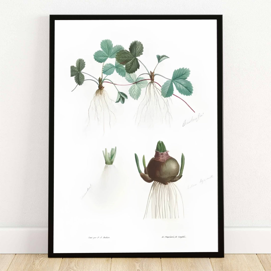 Housed within the historic botanical archives of Malmaison in Paris, France, this striking Botanical Roots Bulb Study poster by Pierre Joseph Redoute features detailed underground root structures and bulb anatomy. Offered by MapYourDreams, this artwork is available in flexible options including unframed paper, custom wooden frames, and gallery canvas wraps.