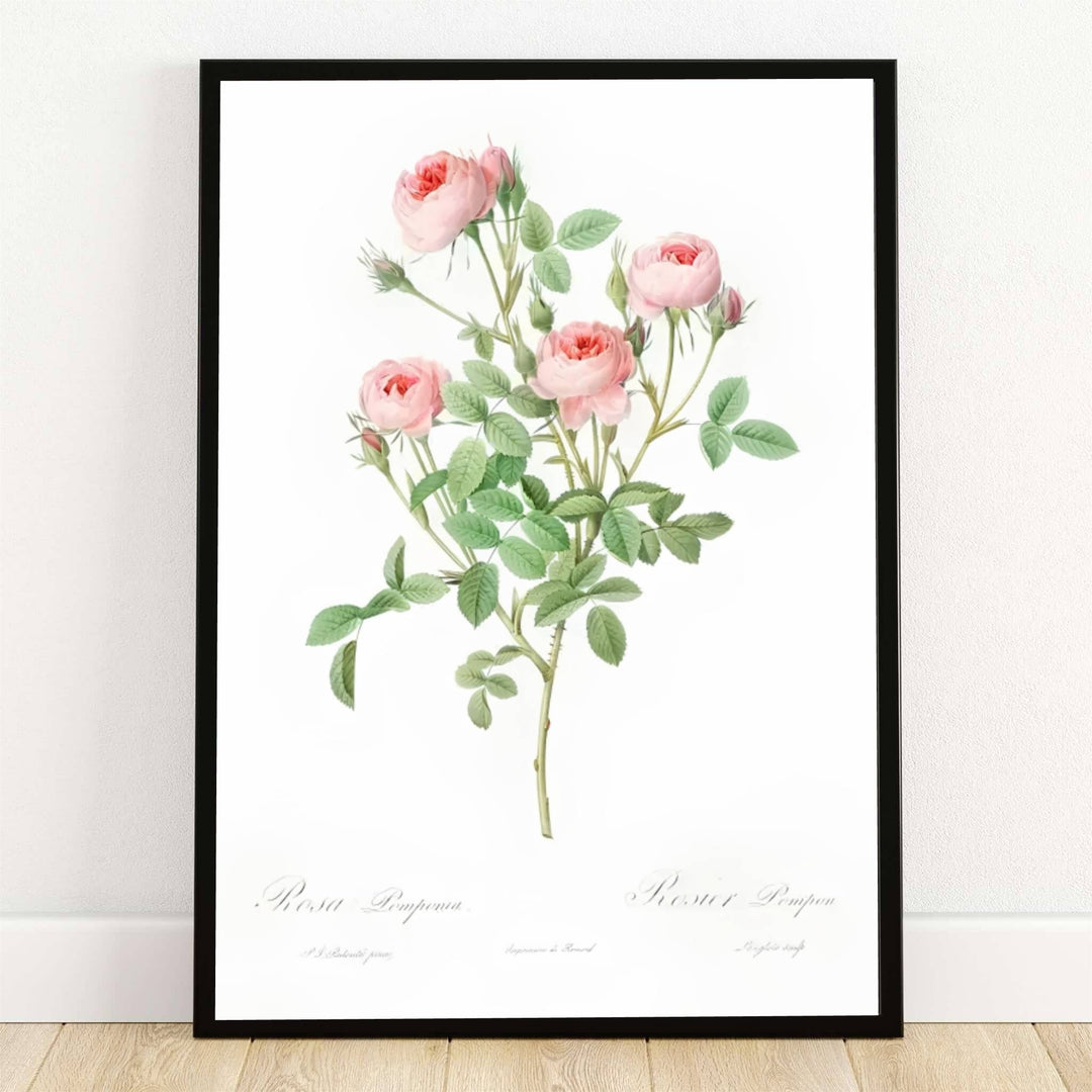 Preserved within the historic botanical archives of Malmaison in Paris, France, this striking Burgundian Rose Rosa Pomponia poster features soft pink rosettes and lush green leaves. Offered by MapYourDreams, this artwork is available in flexible options including unframed paper, custom wooden frames, and gallery canvas wraps.