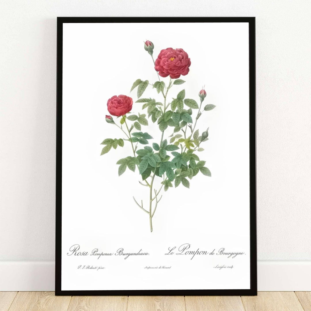 Preserved within the historic botanical archives of Malmaison in Paris, France, this striking Burgundy Cabbage Rose Rosa Pomponia Burgundiaca 1824 poster features deep red rosettes and lush green leaves. Offered by MapYourDreams, this artwork is available in flexible options including unframed paper, custom wooden frames, and gallery canvas wraps.