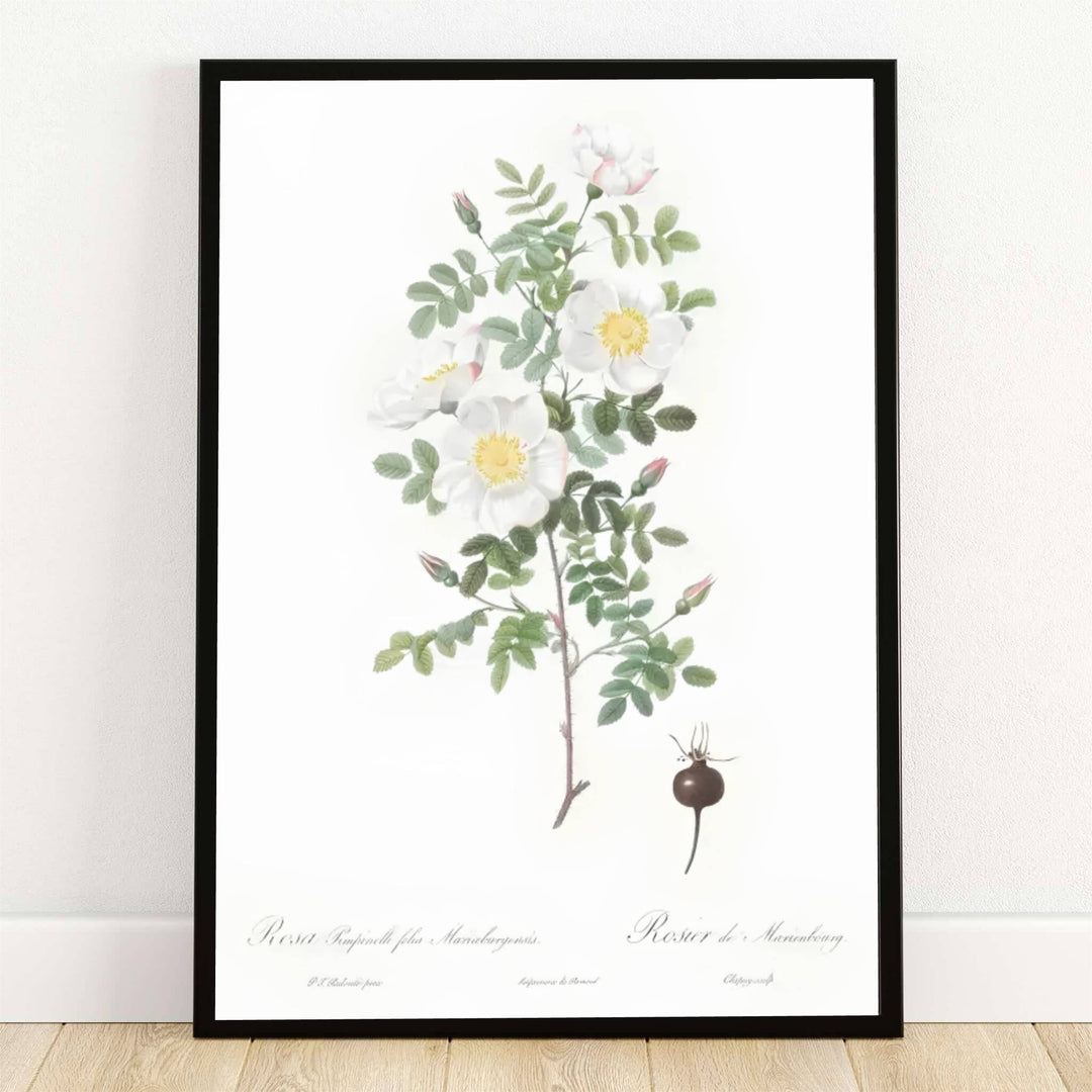Preserved within the historic botanical archives of Malmaison in Paris, France, this striking Burnet Rose Rosa Pimpinellifolia Mariaeburgensis 1824 poster features pristine white blossoms and delicate green leaves. Offered by MapYourDreams, this artwork is available in flexible options including unframed paper, custom wooden frames, and gallery canvas wraps.