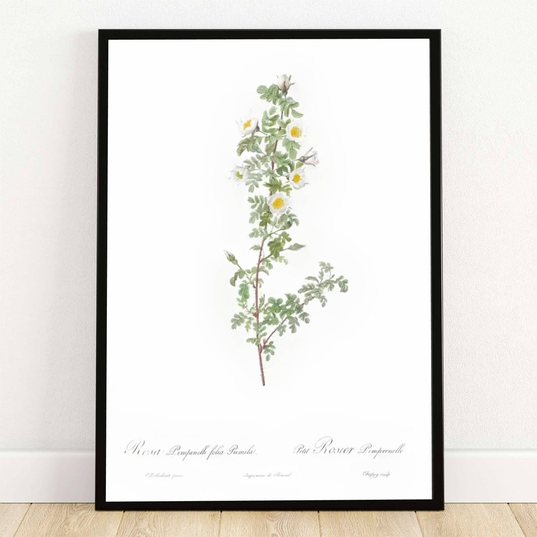 Preserved within the historic botanical archives of Malmaison in Paris, France, this striking Pierre Joseph Redoute Burnet Rose Rosa Pimpinellifolia Pumila 1824 poster features delicate white blossoms and fine green leaves. Offered by MapYourDreams, this artwork is available in flexible options including unframed paper, custom wooden frames, and gallery canvas wraps.