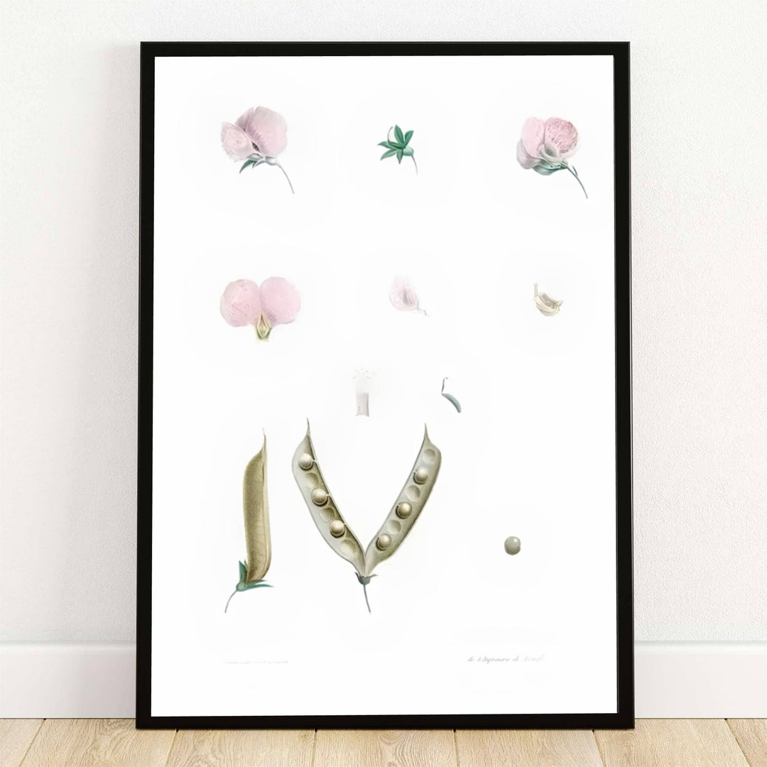 Housed within the historic botanical archives of Malmaison in Paris, France, this striking Butterfly Pea Flower Parts poster by Pierre Joseph Redoute features detailed floral anatomy and seed pods. Offered by MapYourDreams, this artwork is available in flexible options including unframed paper, custom wooden frames, and gallery canvas wraps.