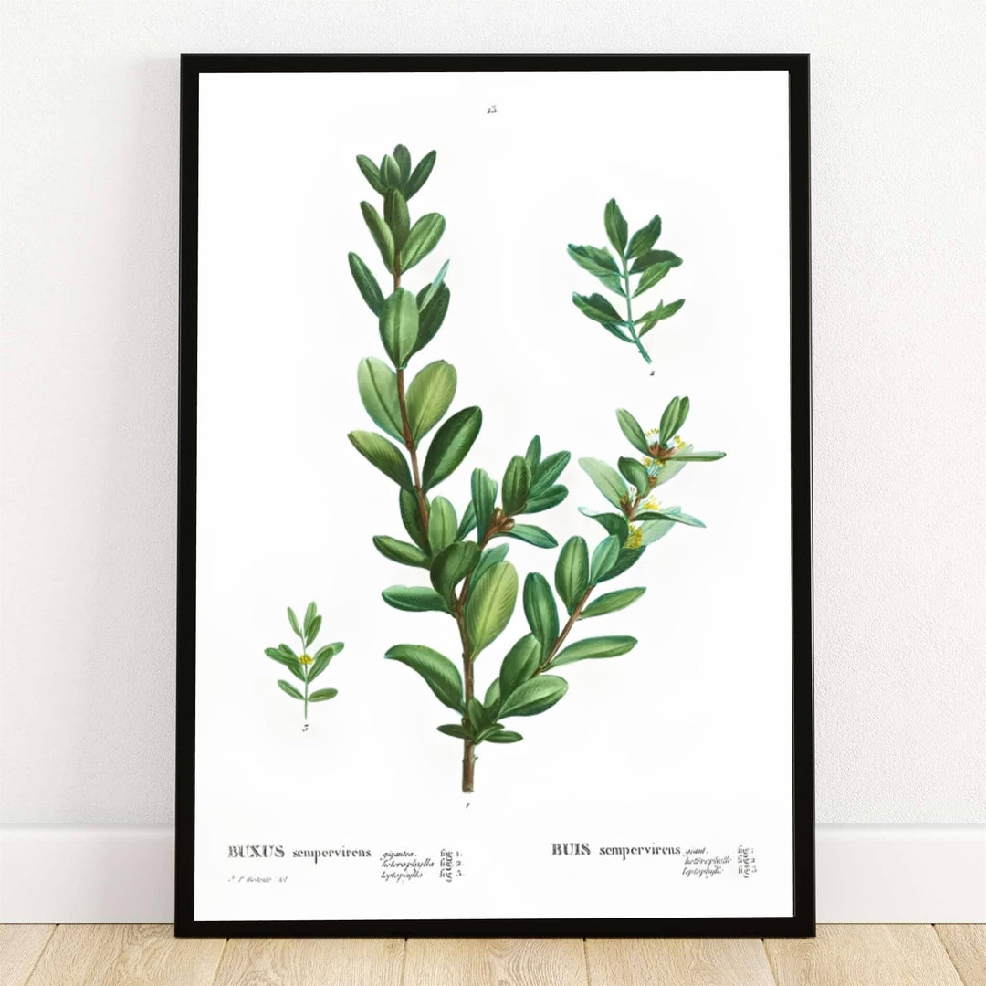 Housed within the historic botanical archives of Malmaison in Paris, France, this striking Buxus Sempervirens Common Box poster by Pierre Joseph Redoute features detailed evergreen foliage and twig anatomy. Offered by MapYourDreams, this artwork is available in flexible options including unframed paper, custom wooden frames, and gallery canvas wraps.