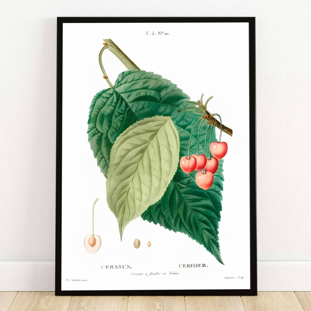 Safely preserved inside the legendary botanical archives of Malmaison in Paris, France, this striking Cerasus Cherry Fruit 1833 poster captures the intricate anatomy of ripening orchard harvests. Offered by MapYourDreams, this piece is fully customizable, allowing you to choose between sleek unframed paper art print formats, elegant custom wooden framed options, and textured gallery-wrapped canvas displays.