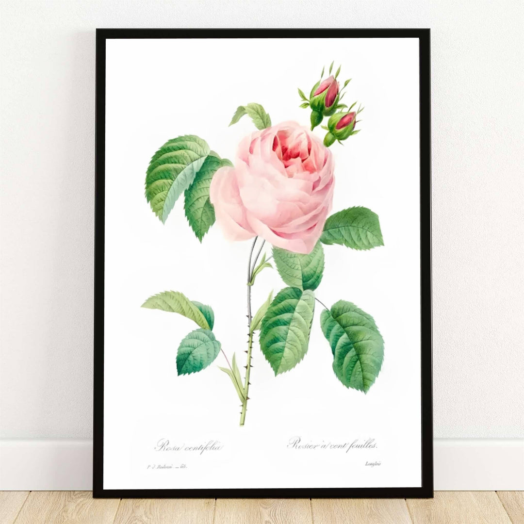 Safely preserved inside the legendary botanical archives of Malmaison in Paris, France, this striking Rosa Centifolia Rose 1824 poster captures the lush petals of history's most celebrated flower. Offered by MapYourDreams, this piece is fully customizable, allowing you to choose between sleek unframed paper art print formats, elegant custom wooden framed options, and textured gallery-wrapped canvas displays.