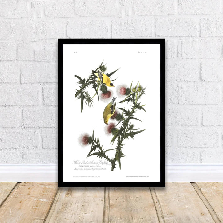 Imbued with a timeless sense of natural wonder tied to early American exploration history, this artistic American Goldfinch 1838 wall art rendering balances crisp white space with organic thistle details. Offered by MapYourDreams, interior designers can choose between unframed paper prints, bespoke framed options, and vibrant textured canvas displays.