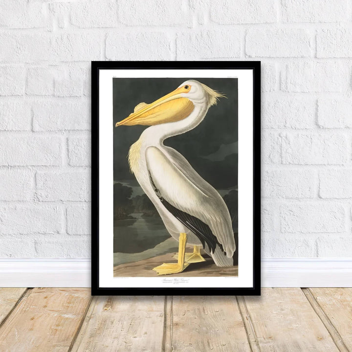Imbued with a timeless sense of natural wonder tied to early American exploration history, this artistic American White Pelican 1838 wall art rendering balances dark atmospheric skies with brilliant plumage. Offered by MapYourDreams, interior designers can choose between unframed paper prints, bespoke framed options, and vibrant textured canvas displays.