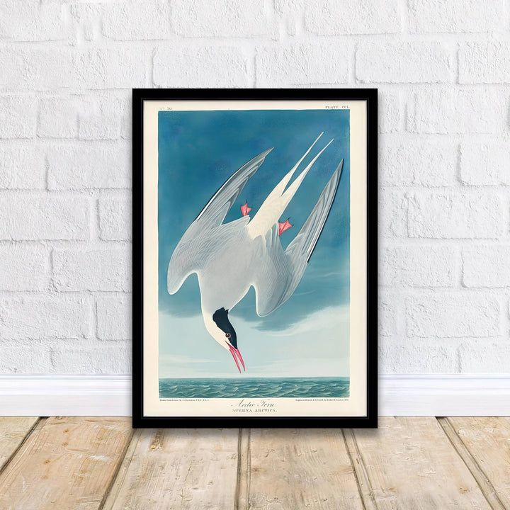 Imbued with a timeless sense of natural wonder tied to early American exploration history, this artistic Arctic Tern 1838 wall art rendering balances bright atmospheric skies with dynamic bird postures. Offered by MapYourDreams, interior designers can choose between unframed paper prints, bespoke framed options, and vibrant textured canvas displays.