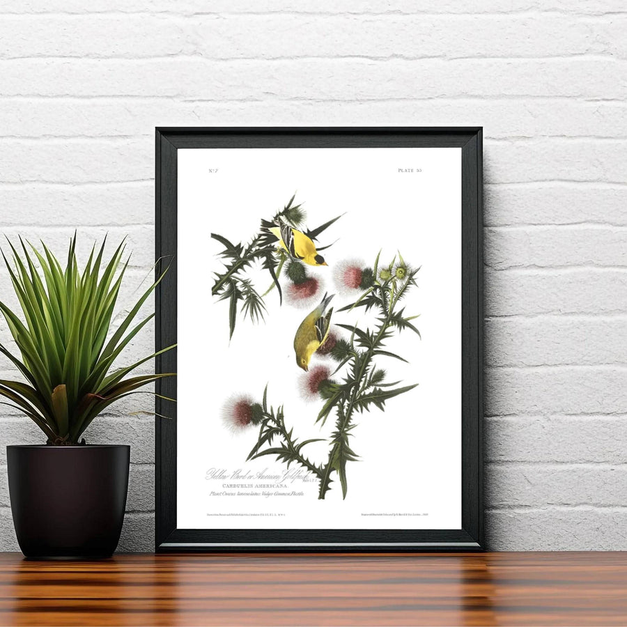 Radiating an unmistakable aura of intellectual elegance linked to the wild meadows and fields of North America, this American Goldfinch 1838 wall art relies on soothing sunny yellow tones. MapYourDreams caters to every aesthetic via flexible formats, including unframed paper art print editions, custom-built framed finishes, and durable gallery canvas wraps.