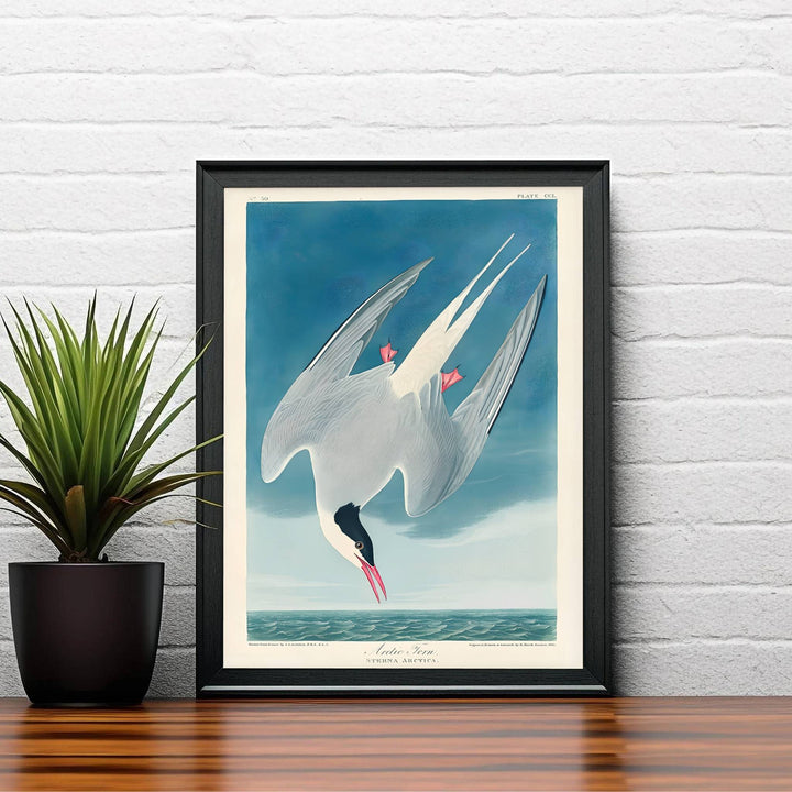 Radiating an unmistakable aura of intellectual elegance linked to the wild northern oceans and coastal migration routes, this Arctic Tern 1838 wall art relies on striking marine blue tones. MapYourDreams caters to every aesthetic via flexible formats, including unframed paper art print editions, custom-built framed finishes, and durable gallery canvas wraps.