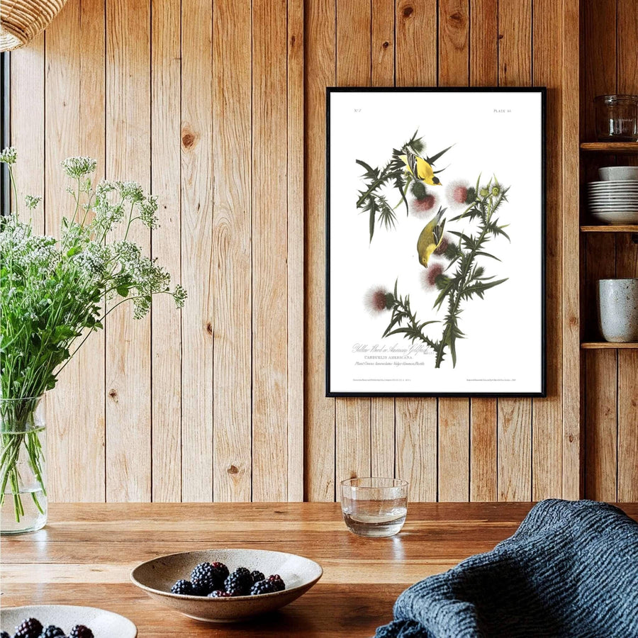 Highlighting the pioneering vision of ornithological illustration celebrated in global archives, this historic American Goldfinch 1838 decor piece serves as an arresting organic focal point. MapYourDreams provides flexible solutions, allowing you to style this artwork as an unframed poster, a classic framed masterpiece, or a gallery-wrapped canvas.