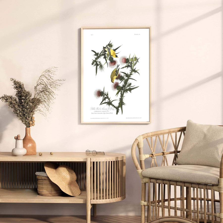 Anchored by striking perching postures and thistle seed head studies reminiscent of historic double-elephant folio installations, this American Goldfinch 1838 wall art captures structural grace. MapYourDreams offers complete display freedom, supporting unframed paper posters, elegant wooden framed units, and ready-to-hang gallery canvas options.