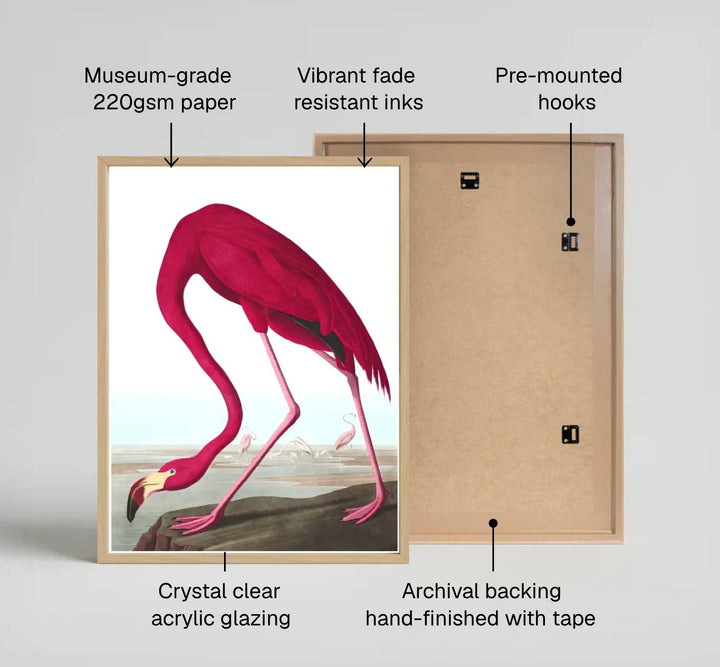 Showcasing a unique dialogue between classical wildlife science and artistic refinement from American museum collections, this captivating American Flamingo 1838 poster transforms residential walls. Available through MapYourDreams, collectors can select from unframed paper prints, elegant wooden framed setups, or textured gallery canvas presentations.
