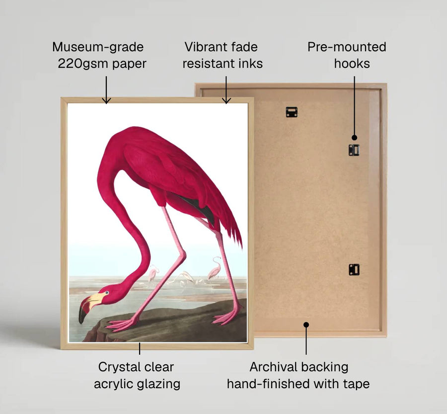 Showcasing a unique dialogue between classical wildlife science and artistic refinement from American museum collections, this captivating American Flamingo 1838 poster transforms residential walls. Available through MapYourDreams, collectors can select from unframed paper prints, elegant wooden framed setups, or textured gallery canvas presentations.