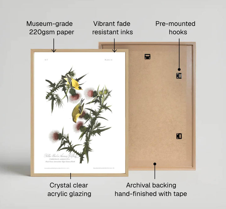 Showcasing a unique dialogue between classical wildlife science and artistic refinement from American museum collections, this captivating American Goldfinch 1838 poster transforms residential walls. Available through MapYourDreams, collectors can select from unframed paper prints, elegant wooden framed setups, or textured gallery canvas presentations.