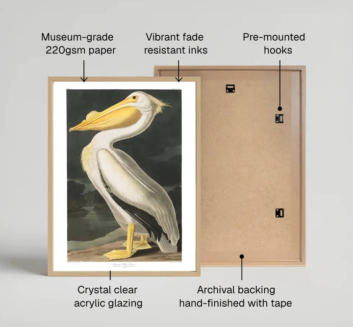 Showcasing a unique dialogue between classical wildlife science and artistic refinement from American museum collections, this captivating American White Pelican 1838 poster transforms residential walls. Available through MapYourDreams, collectors can select from unframed paper prints, elegant wooden framed setups, or textured gallery canvas presentations.