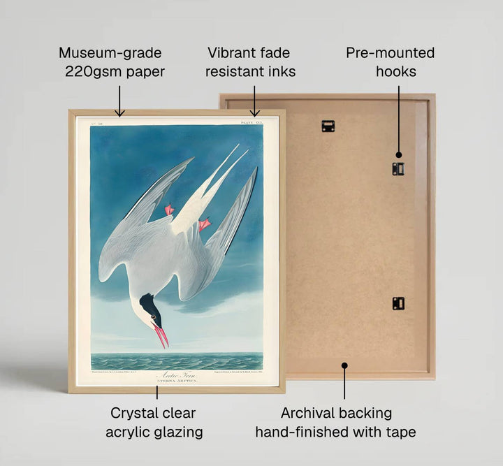Showcasing a unique dialogue between classical wildlife science and artistic refinement from American museum collections, this captivating Arctic Tern 1838 poster transforms residential walls. Available through MapYourDreams, collectors can select from unframed paper prints, elegant wooden framed setups, or textured gallery canvas presentations.