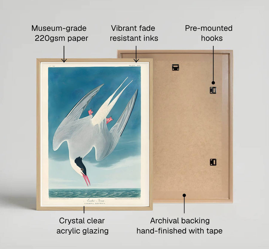 Showcasing a unique dialogue between classical wildlife science and artistic refinement from American museum collections, this captivating Arctic Tern 1838 poster transforms residential walls. Available through MapYourDreams, collectors can select from unframed paper prints, elegant wooden framed setups, or textured gallery canvas presentations.