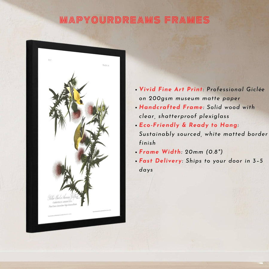 Surrounding central avian activity with meticulous botanical background detail beneath archival labeling, this American Goldfinch 1838 poster is a masterclass in classical wildlife illustration. Offered by MapYourDreams, this artwork can be ordered as an unframed paper print, a sophisticated framed wall hanging, or a gallery-quality canvas.