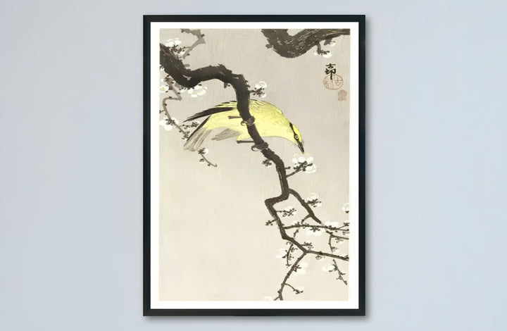 1900 1910 Japanese Kacho-ga poster featuring a Chinese Oriole on a blossom branch from a famous Tokyo museum collection. MapYourDreams presents quality framed, unframed, and canvas print options for home decor.