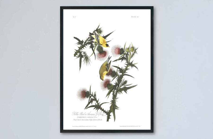 Celebrated for its revolutionary visual vocabulary within international museum permanent holdings, this museum-quality American Goldfinch 1838 wall art reproduction invites quiet study. MapYourDreams provides versatile presentation styles, featuring everything from classic unframed paper posters to custom framed selections and rich gallery canvas wraps.
