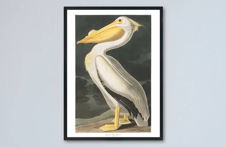 Celebrated for its revolutionary visual vocabulary within international museum permanent holdings, this museum-quality American White Pelican 1838 wall art reproduction invites quiet study. MapYourDreams provides versatile presentation styles, featuring everything from classic unframed paper posters to custom framed selections and rich gallery canvas wraps.