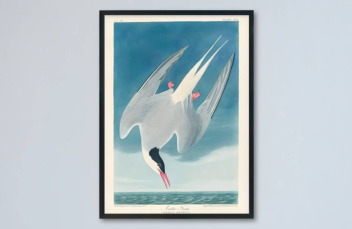 Celebrated for its revolutionary visual vocabulary within international museum permanent holdings, this museum-quality Arctic Tern 1838 wall art reproduction invites quiet study. MapYourDreams provides versatile presentation styles, featuring everything from classic unframed paper posters to custom framed selections and rich gallery canvas wraps.