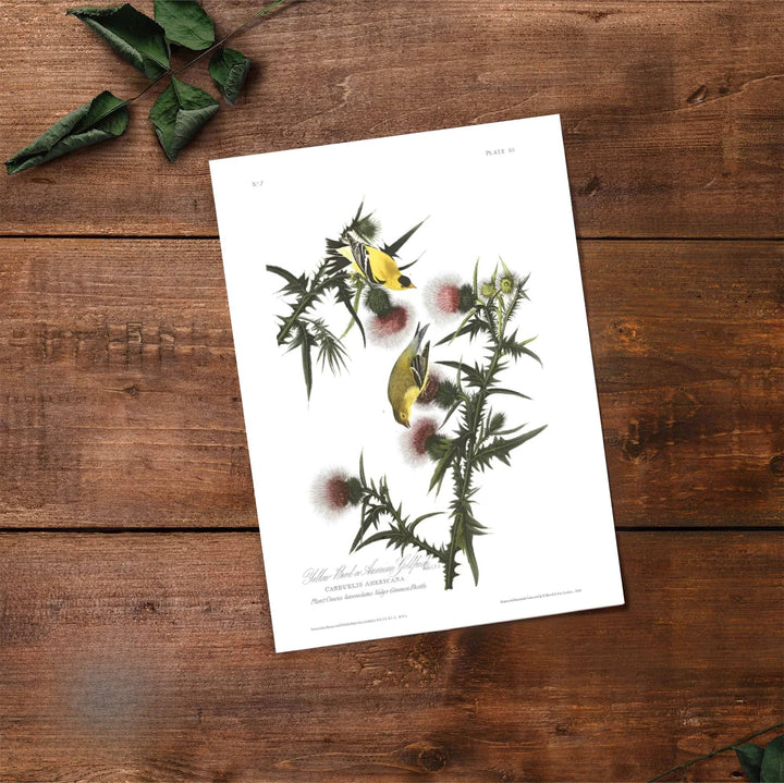 Designed to elevate contemporary home decor with an intellectual edge, this American archival-linked American Goldfinch 1838 decor piece pairs refreshing golden shades with clean lines. Available through MapYourDreams, customize your display using unframed paper art print formats, precision framed units, or durable structural canvas wraps.