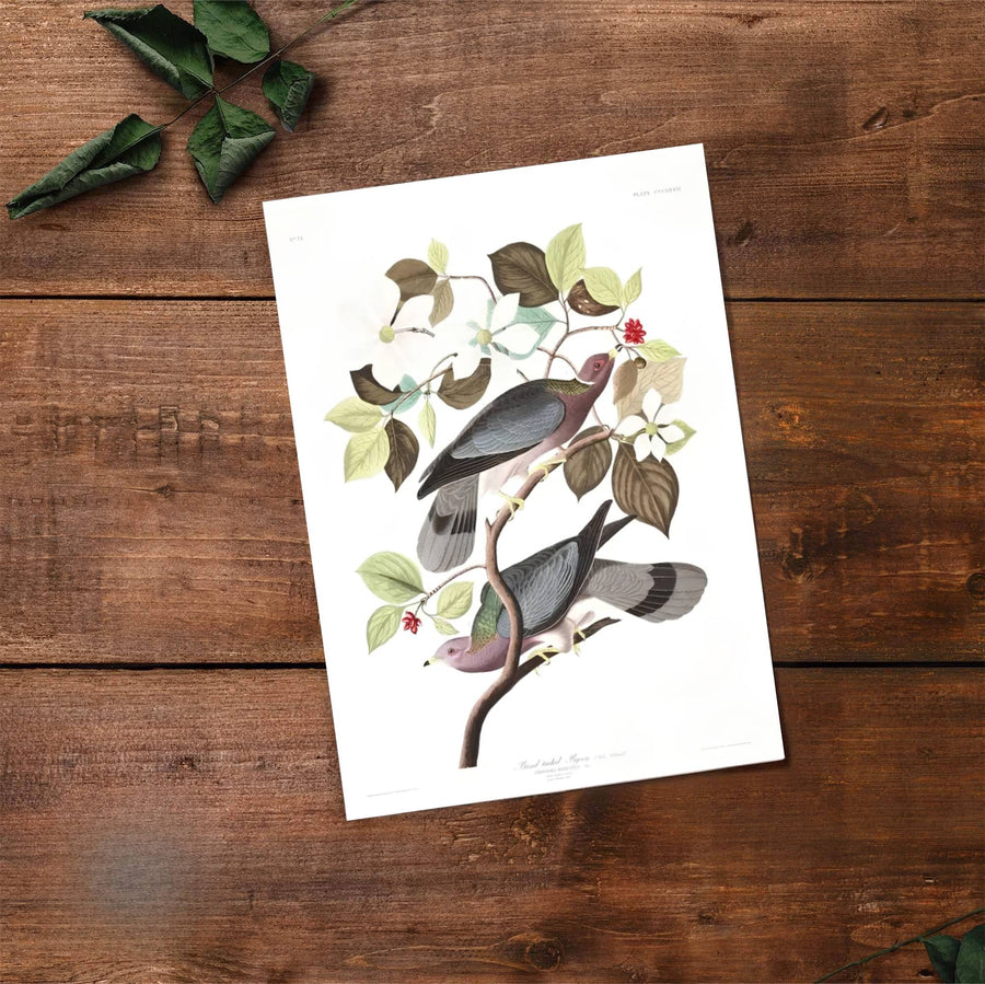 Designed to elevate contemporary home decor with an intellectual edge, this American archival-linked Band-Tailed Pigeon 1838 decor piece pairs refreshing neutral shades with clean lines. Available through MapYourDreams, customize your display using unframed paper art print formats, precision framed units, or durable structural canvas wraps.