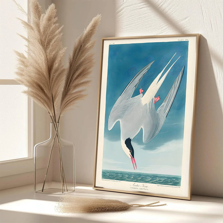 Echoing the sophisticated atmosphere of global design archives and scientific galleries, this captivating Arctic Tern 1838 print honors wildlife illustration&