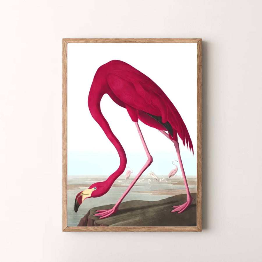 Summing up the brilliant intersection of field observation and artistic mastery as featured in North American collections, this timeless American Flamingo 1838 art print enriches modern spaces. Available via MapYourDreams, complete your gallery wall using unframed paper posters, tailored framed options, or dimensional gallery canvas wraps.