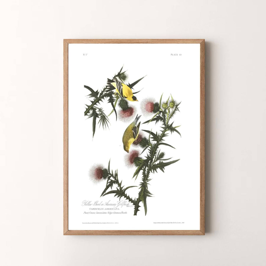Summing up the brilliant intersection of field observation and artistic mastery as featured in North American collections, this timeless American Goldfinch 1838 art print enriches modern spaces. Available via MapYourDreams, complete your gallery wall using unframed paper posters, tailored framed options, or dimensional gallery canvas wraps.