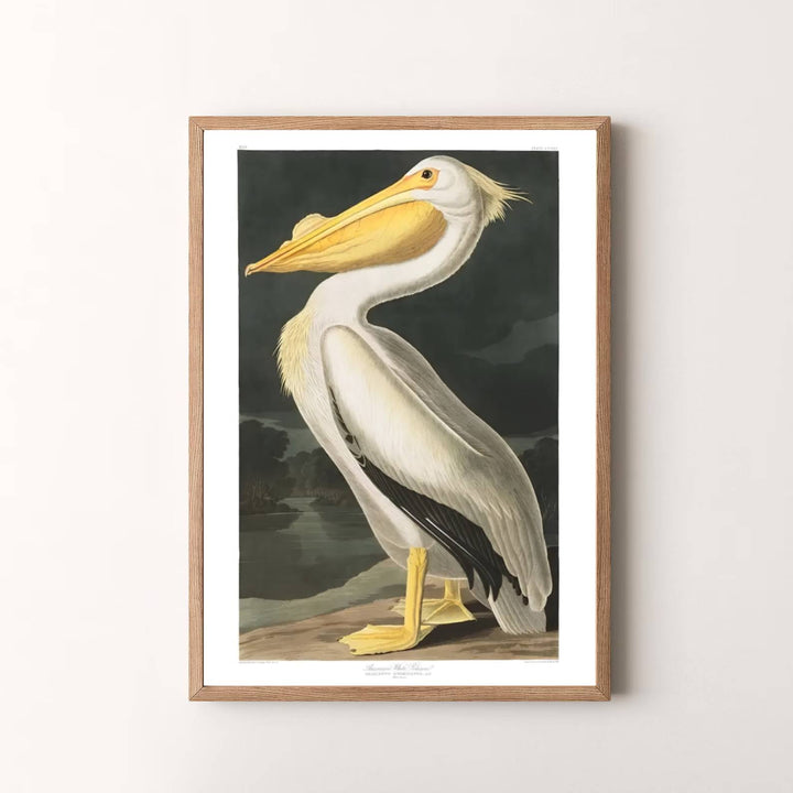 Summing up the brilliant intersection of field observation and artistic mastery as featured in North American collections, this timeless American White Pelican 1838 art print enriches modern spaces. Available via MapYourDreams, complete your gallery wall using unframed paper posters, tailored framed options, or dimensional gallery canvas wraps.