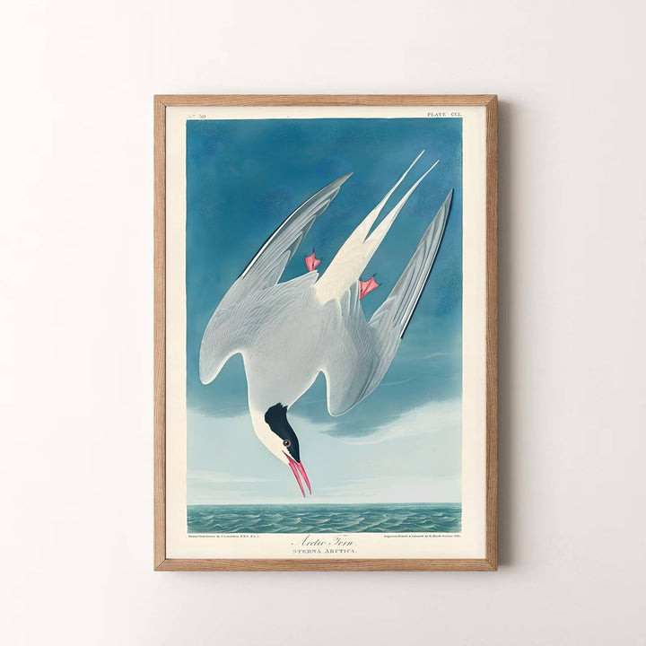Summing up the brilliant intersection of field observation and artistic mastery as featured in North American collections, this timeless Arctic Tern 1838 art print enriches modern spaces. Available via MapYourDreams, complete your gallery wall using unframed paper posters, tailored framed options, or dimensional gallery canvas wraps.